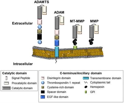 Extracellular Matrix Enzymes and Immune Cell Biology